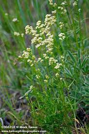 Image result for Galium stenophyllum