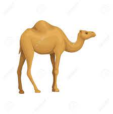 If you own the rights to any of the images and do not wish them to appear on the site please contact us, and they will be promptly removed! Detailed Flat Vector Icon Of Egyptian Camel Desert Animal With Royalty Free Cliparts Vectors And Stock Illustration Image 101963598