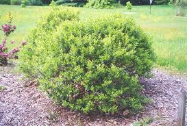 Inkberry Holly Ilex Glabra At Westwood Gardens Outdoor Landscaping Landscaping Inspiration Side Garden