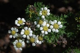 Image result for Hypericophyllum