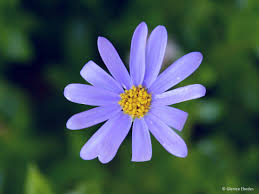 Image result for Felicia abyssinica