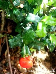 Image result for Malpighia coccigera