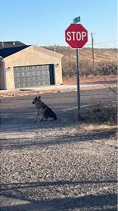 There's a dog at my grandma's house by Camino San Xavier let me know if  it's your dog message me if it's your dog
