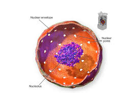 Maybe you would like to learn more about one of these? 5 Main Parts Of Nucleus Biology