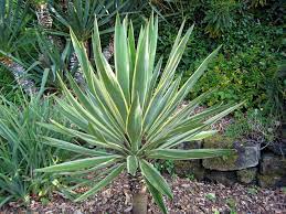 Yucca Gloriosa Variegata Architectural Plants