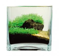 In general, smaller fish such as bucket tetra tend to give the illusion of depth and greater effect against the aquascape and is an excellent choice for the aquascaper in this modern times. How To Aquascape Small Tanks Practical Fishkeeping