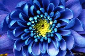 No doubt , flowers are sign of love and life. Other Flowers Chrysanthemum Flower Close Up Chocolate Fish Photos