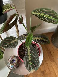You can hang or set your prayer plant near a window where it will get indirect sunlight. Prayer Plant Propagation Water