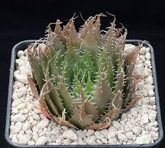 Image result for Virectaria