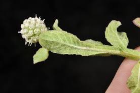 Image result for Sphaeranthus africanus