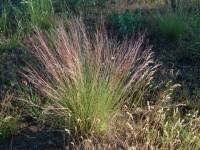 Image result for Aristida pilgeri