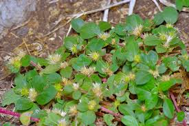 Image result for Alternanthera pungens
