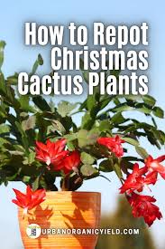 Maybe you would like to learn more about one of these? Pin On Houseplants Gardening
