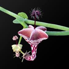 Image result for Ceropegia haygarthii