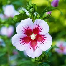 Image result for Hibiscus shirensis