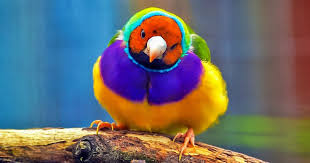 As 10 Aves Mais Coloridas Do Mundo Confiram agora os 4 pássaros mais raros do mundo segue a gente !! as 10 aves mais coloridas do mundo