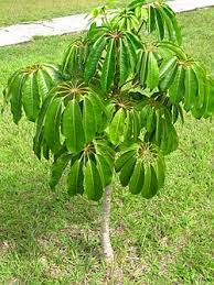 Image result for Allophylus fulvotomentosus