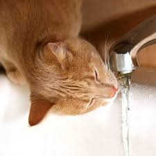 He'll have excessive sugar levels in his bloodstream. Home Jonathan Wood Veterinary Surgeons