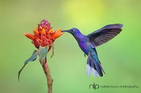 Check spelling or type a new query. What Are Some Artificial Flowers That Would Attract Free Ranging Hummingbirds To Test How Floral Orientation Effects Flight