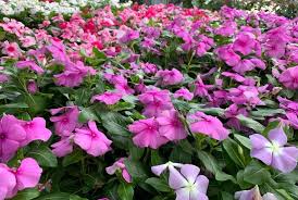 4.in which text did the person eat fast food? Deer Resistant Plants The Farm Girl Gabs