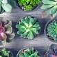 Sip and Succulent Workshop event in Battle Creek, MI