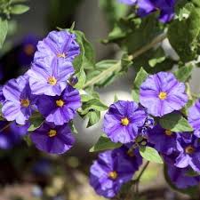 Check spelling or type a new query. Tips Les Fleurs Qui Fleurissent Toute L Annee Bush Plant Purple Flowering Bush Purple Flowers Garden