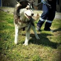 Ayaz Rm De Kafesler Kurtarici Melegini Ariyor Kopek Husky Kedi