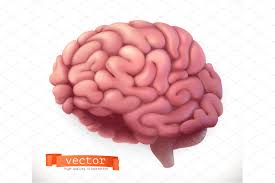 Brain 3d Vector Icon Vector Icons Vector Create Image
