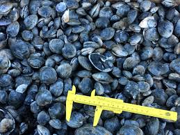 Summer 2019 Maine DMR Public Health Newsletter