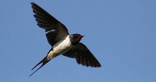 Biasanya pertanyaan seperti ini dilontarkan oleh kicau mania yang baru memelihara jika burung lovebird diberi makanan yang bergizi, pastinya tanpa disuruh pun dia akan gacor dan ngekek panjang. 70 Jenis Burung Liar Yang Ada Di Indonesia Kicauan Hias Dan Tarung Burung Burung Walet Burung Liar