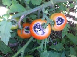 Why Are All Of My Tomatoes Are Getting Big Rotten Spots
