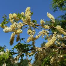 Image result for Acacia nigrescens