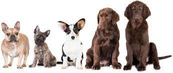 What Breed Is My Dog? How To Identify Any Dog Breed | All Things Dogs