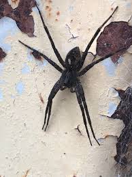 It has a maximum depth of 64 feet. What Spider Is This I M In Wisconsin And This Was Taken 2 Feet From A Lake Spiders