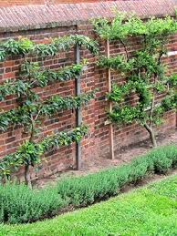 Cider apple trees & commercial growing. On Training A Fruit Tree Architectural Digest