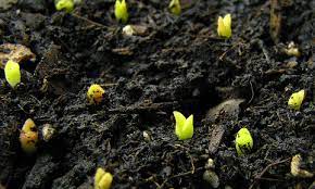 Más adelante verás cuanto tardan en aparecer los primeros brotes verdes (por lo general, pocos días) pero ver crecer un cactus desde semilla suele tomar algunos meses. Germinar Semillas Semillas De Cactus Cultivo De Suculentas Como Plantar Semillas