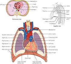 19 1 Heart Anatomy Anatomy Physiology