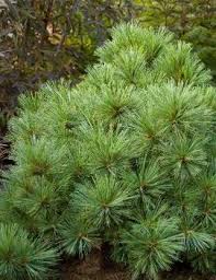 Check spelling or type a new query. All Plants Nvk Nurseries