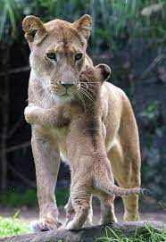 awwwww animal hugs cute animals animals beautiful