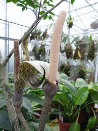 Image result for Gonatopus clavatus