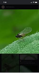 Image result for BLACKFLY ON TOMATO PLANTS
