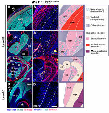 Striated shoulder/neck muscles in humans a form of striated muscle tissue that is the only type of muscle in the body under voluntary control. Unique Morphogenetic Signatures Define Mammalian Neck Muscles And Associated Connective Tissues Biorxiv