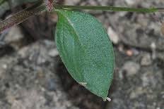 Image result for Oldenlandia affinis