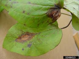 Check spelling or type a new query. Ascochyta Fungi Ascochyta Spp On Leather Flower Clematis Spp 5368613