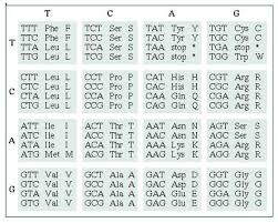 Deducing Amino Acid Sequence From A Dna Sequence Biology