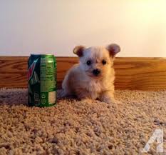 Uptown is the best place to search for michigan puppies not only because we'll find reputable breeders who have the dog you want, but also because we'll do our best. Tiny Teacup Yorkie Poo Puppies For Sale In Osseo Michigan Classified Americanlisted Com
