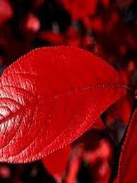 Arbousier, arbre aux fraises unedo rubra. Aronie A Feuilles D Arbousier Brilliant Aronia Arbutifolia Le Jardin Du Pic Vert