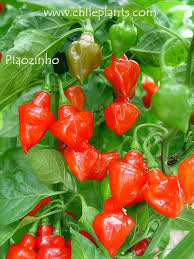 Image result for Peponium chirindense