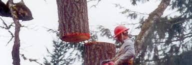 Maybe you would like to learn more about one of these? Home M R Tree Service