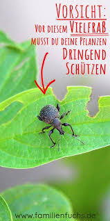 Llll Dickmaulrussler Bekampfen So Wird Man Ihn Los Alle Infos 2019 Schadlinge Im Garten Dickmaulrussler Bekampfen Garten Pflanzen